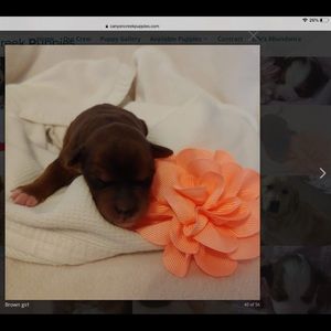 Meet your Posher, Elizabeth